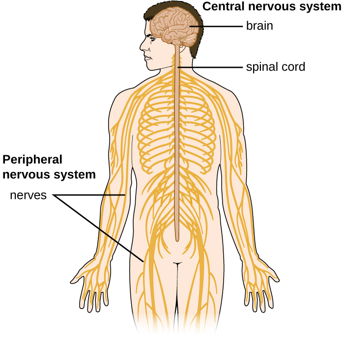 Diagram of the nervous system. The central nervous system is made of the brain and spinal cord. The peripheral nervous system is made of ganglions (near the spinal cord) and nerves that run throughout the body.