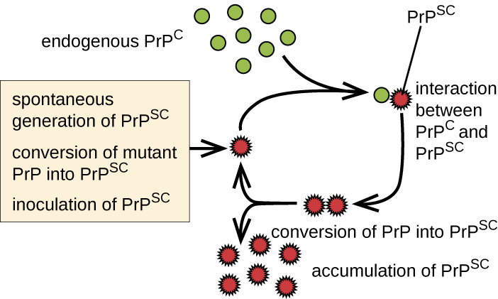 Endogenous PrPC interacts with mutant version PrPSC. This converts PrPC inot PrPSC. This leads to an accumulation of PRPSC. Each PRPSC can convert more PRPC. The options are: spontaneous generation of PRPSC, conversation of mutant PRP into PRPSC, and inoculation of PRPSC.