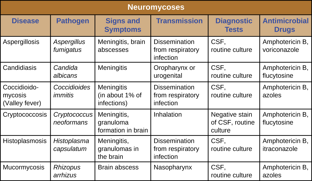 Table summarizing the various neuromycoses