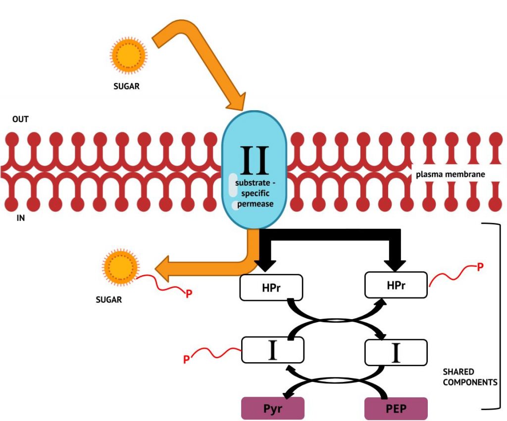 Figure depicting the phosphotransferase system. In the cytoplasm, a high energy phosphate is transferred from phosphoenol pyruvate (PEP), via Enzyme I (I) and Histidine Protein (HPr) to the integral membrane, sugar-specific Enzyme II (II) transporter and ultimately, to the incoming sugar.