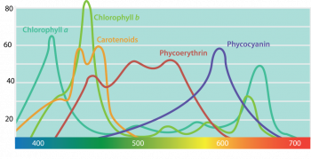 8.7 Microbial phototrophy – Microbiology: Canadian Edition