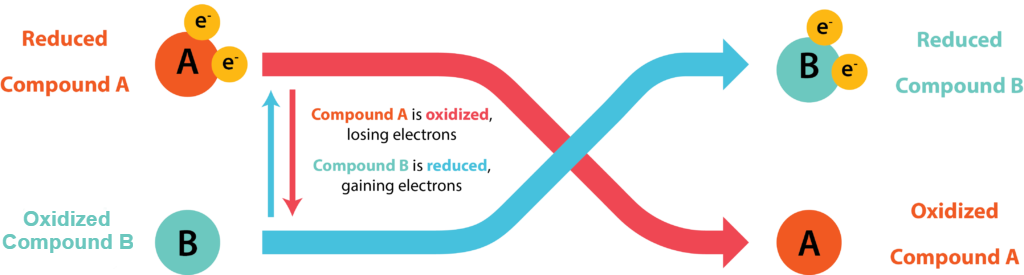 Diagram showing redox couple A-B where A begins in the reduced state while B begins in the oxidized state. When electrons from A are used to reduce compound B, A then becomes oxidized and B is reduced.