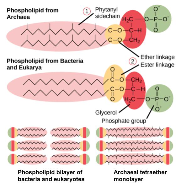 types of archaea