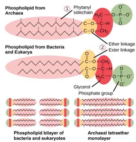 Figure comparing the ester-linked phospholipids typical of bacteria and eukaryotes with the ether-linked membrane lipids of archaea. In acidophilic or hyperthermophilic archaea, the membranes are in the form of tetraether monolayers, which provide added environmental protection.
