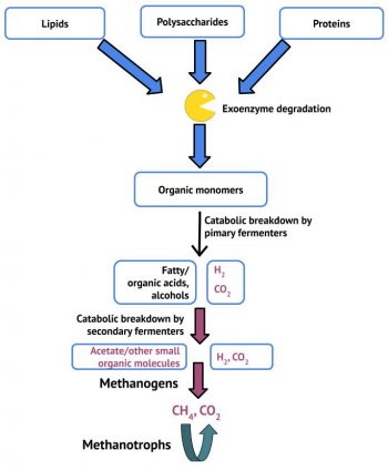 10.3 Methanogens and Syntrophy – Microbiology: Canadian Edition