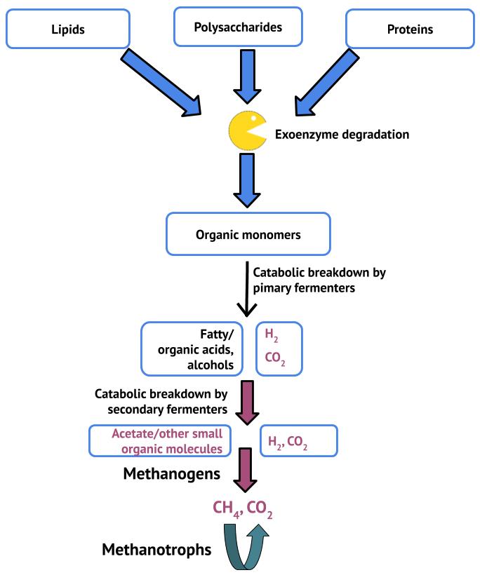 Magnetite Alters the Metabolic Interaction between Methanogens and