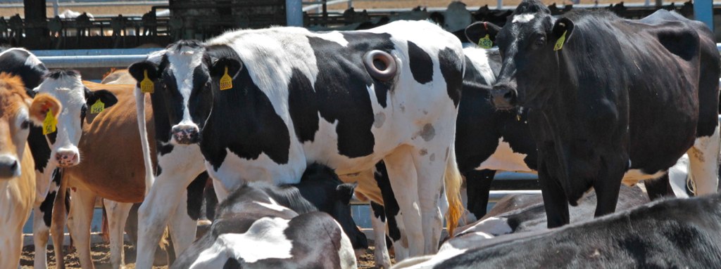 Photograph of herd of cattle including one with a fistula.