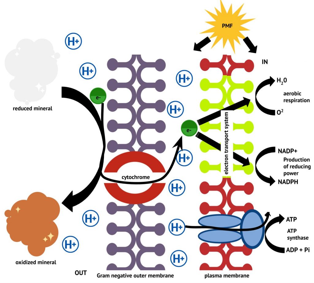 Diagram depicting the oxidation of insoluble minerals in a Gram negative lithotroph.