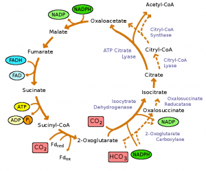 9.1 Biosynthesis – Microbiology: Canadian Edition