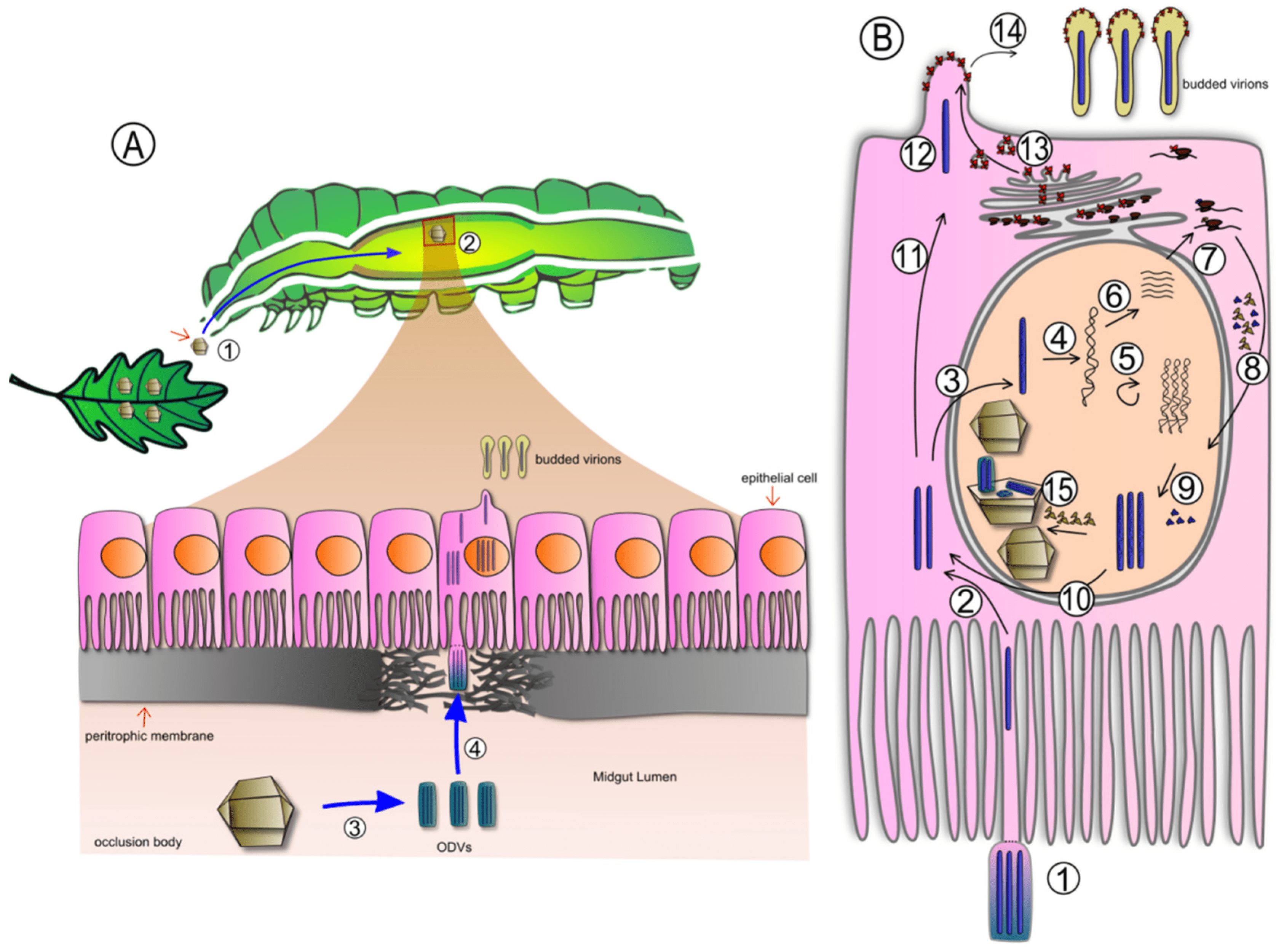 Diagram showing the infectious cycle of baculovirus. The panel on the left shows a cross-section of a caterpillar and the initial stages of infection. The panel on the right shows the life cycle of the virus within a host cell.