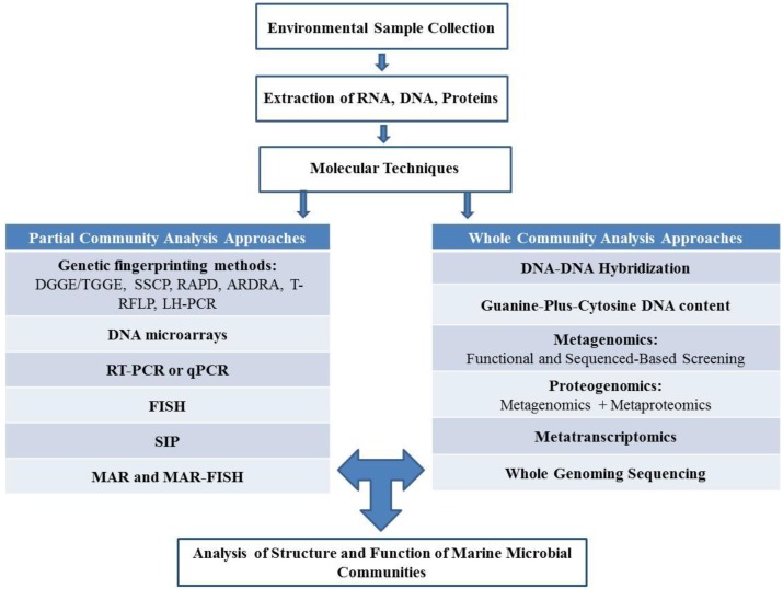 Flow chart summarizing the different culture-independent techniques that can be used to analyze the structure and function of microbial communities