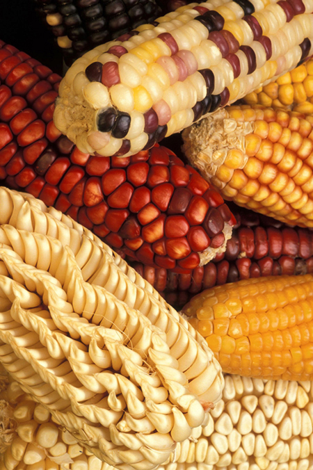 Photograph of different cobs of corn, with different coloured kernels