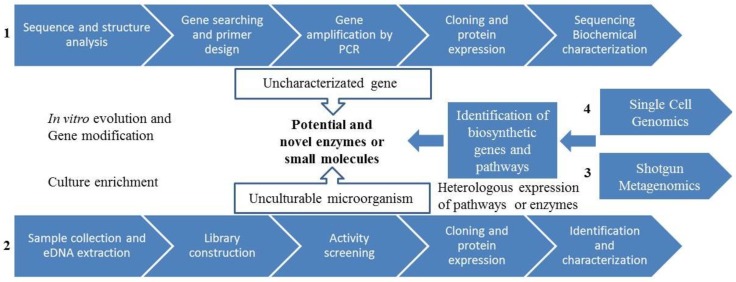 Flow chart depicting four different approaches for the discovery of novel enzymes and small molecules, based on screening sequences or activity, shotgun metagenomics or single cell genomics