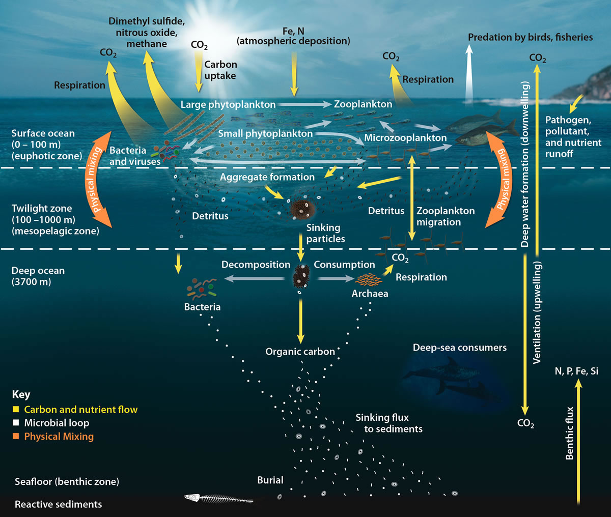 Diagram showing the oceanic food web.