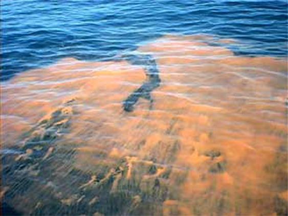 A region off the coast of Florida where the water is red due to a large algal bloom