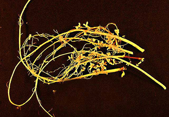 Photograph of legume roots with nodules