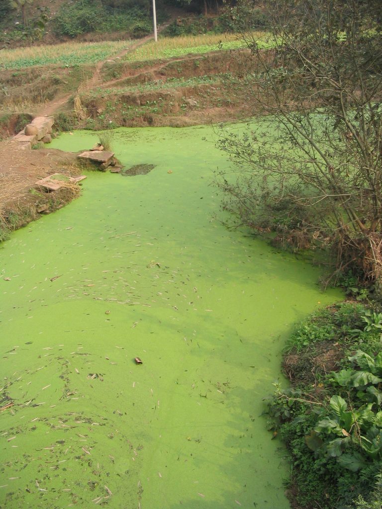 Photo of river covered in thick layer of green scum