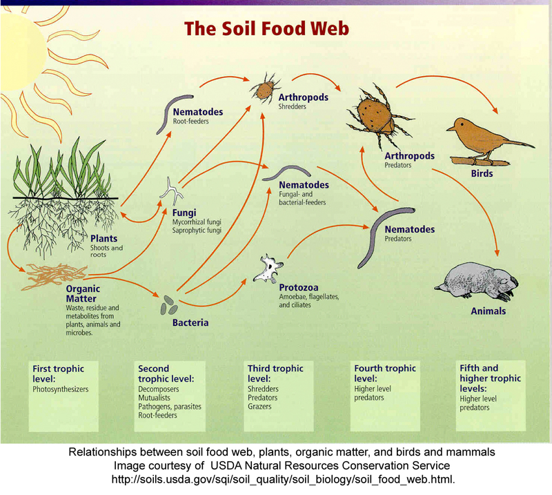 Diagram depicting the soil food web.