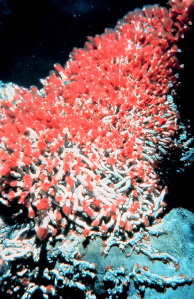 Photograph of tube worms around a hydrothermal vent