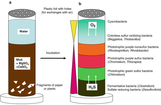 10.1 Microbial Ecology and Metagenomics – Microbiology: Canadian Edition