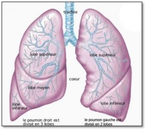 Chapitre 1 – La physiologie respiratoire – Manuel de référence ...