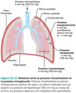 Cinq fonctions du système respiratoire