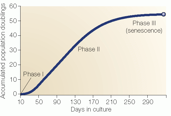 A graph that depicts the hayflick limit. The X axis represents the days the cells have been in culture, the y axis represents the accumulated population doublings. Phase 1 occurs at the origin of the graph. Phase II, exponential growth, occurs in the middle of the graph. Phase III, senescence, is seen as the growth curve plateaus and doubling stops.