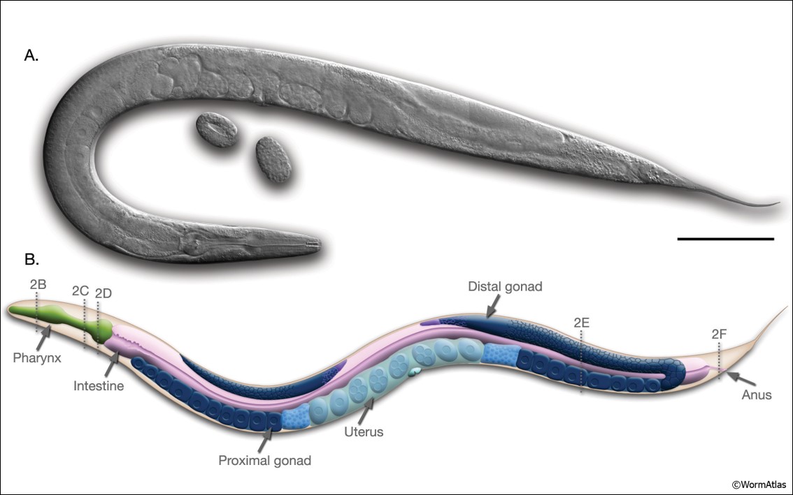 Image of an adult hermaphrodite C. elegans where anatomical structure can be observed and labels are provided for different structures.