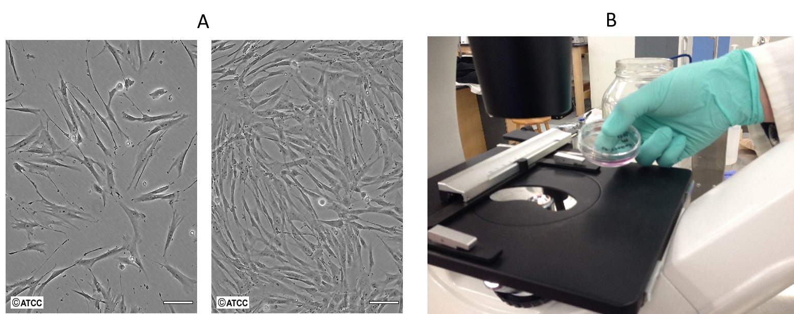 Panel A shows two images - on the far left, an image of cells under a microscope with low confluence is shown. The cells are fairly spread out and there is lots of empty space. The second image shows cells under a microscope with high confluence. There is very little empty space and the cells are densely packed together. Panel B shows a gloved hand placing a 60 mm cell culture dish on the stage of the inverted microscope.
