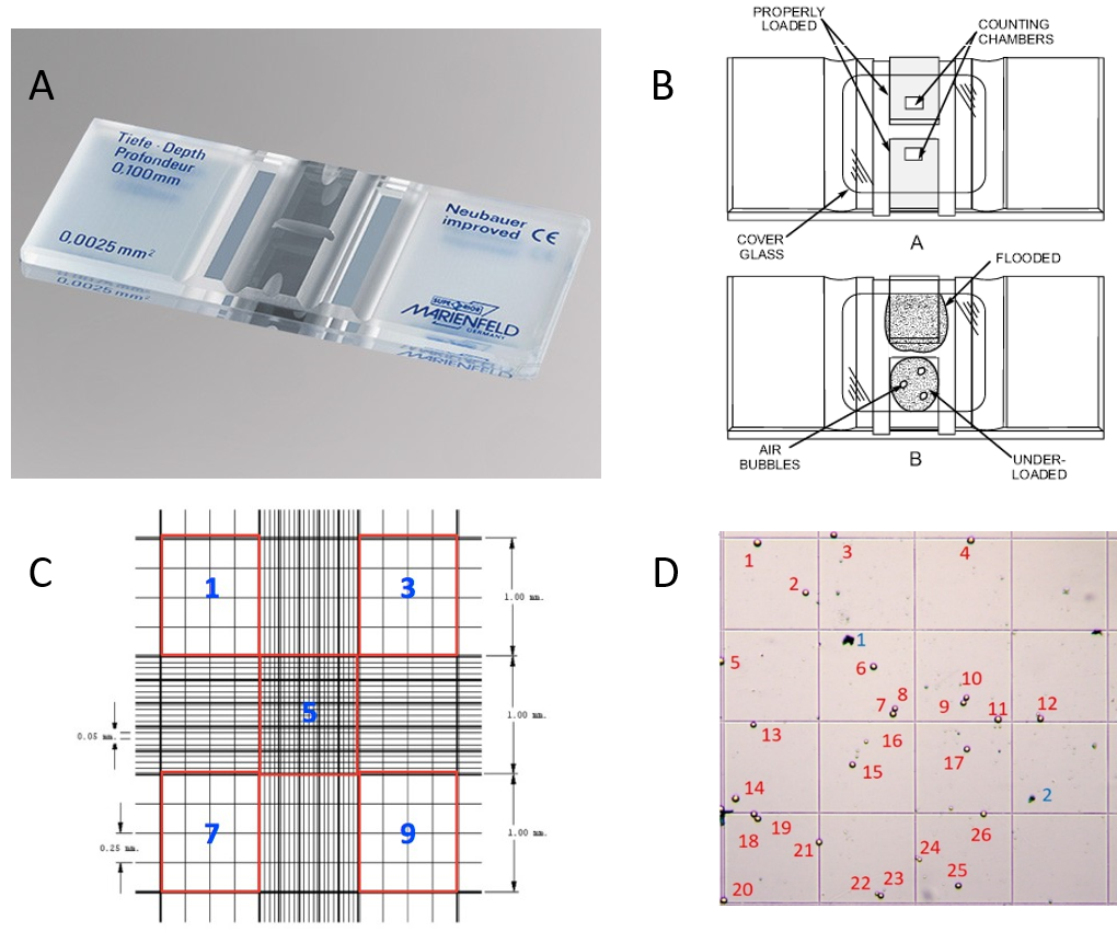Panel A shows a photograph of a glass haemocytometer. The haemocytometer is about the same length and width as a microscope slide but approximately 0.5mm thick. It has two loading chambers in the centre that are clear glass, and all other regions are frosted glass. Panel B shows a diagram of the haemocytometer loading regions, indicating the position of the counting chambers in the centre of the clear glass on each side. The loading chambers are closed off from the air using a thin coverglass, and cell suspension can be loaded in between the cover glass and the haemocytometer using a micropipette. A second drawing shows what the chamber will look like if too much liquid is added or not enough liquid is added. Panel C shows a drawing of the magnified counting chamber. It resembles a tic tac toe board, with 9 squares in a 3x3 orientation within a large square. Each of the 9 squares is further divided into several smaller regions by horizontal and vertical lines. The four corner squares and the centre square are identified as 1, 3, 5, 7 and 9. Panel D shows a magnified view of just one of the 9 counting squares, with cell suspension visible in the field of view. The live cells are clear and each live cell is labelled with a number (26 total live cells). The dead cells are stained blue (2 dead cells total).