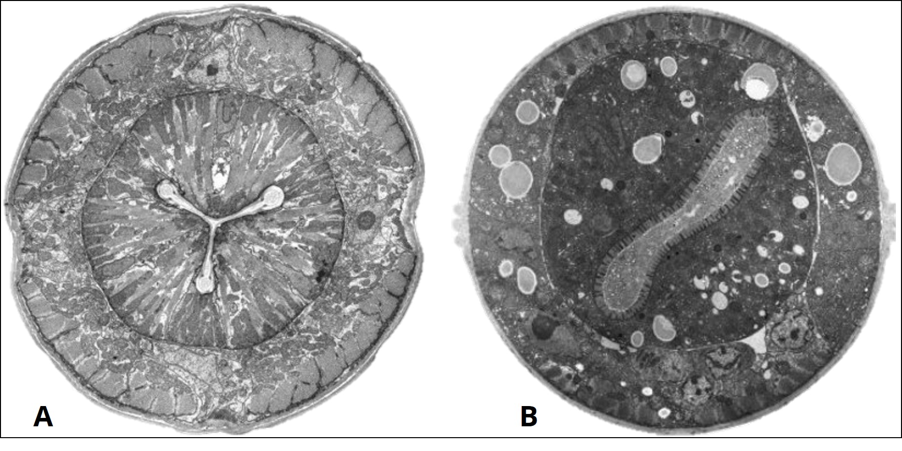 Cross sectional image of C. elegan.