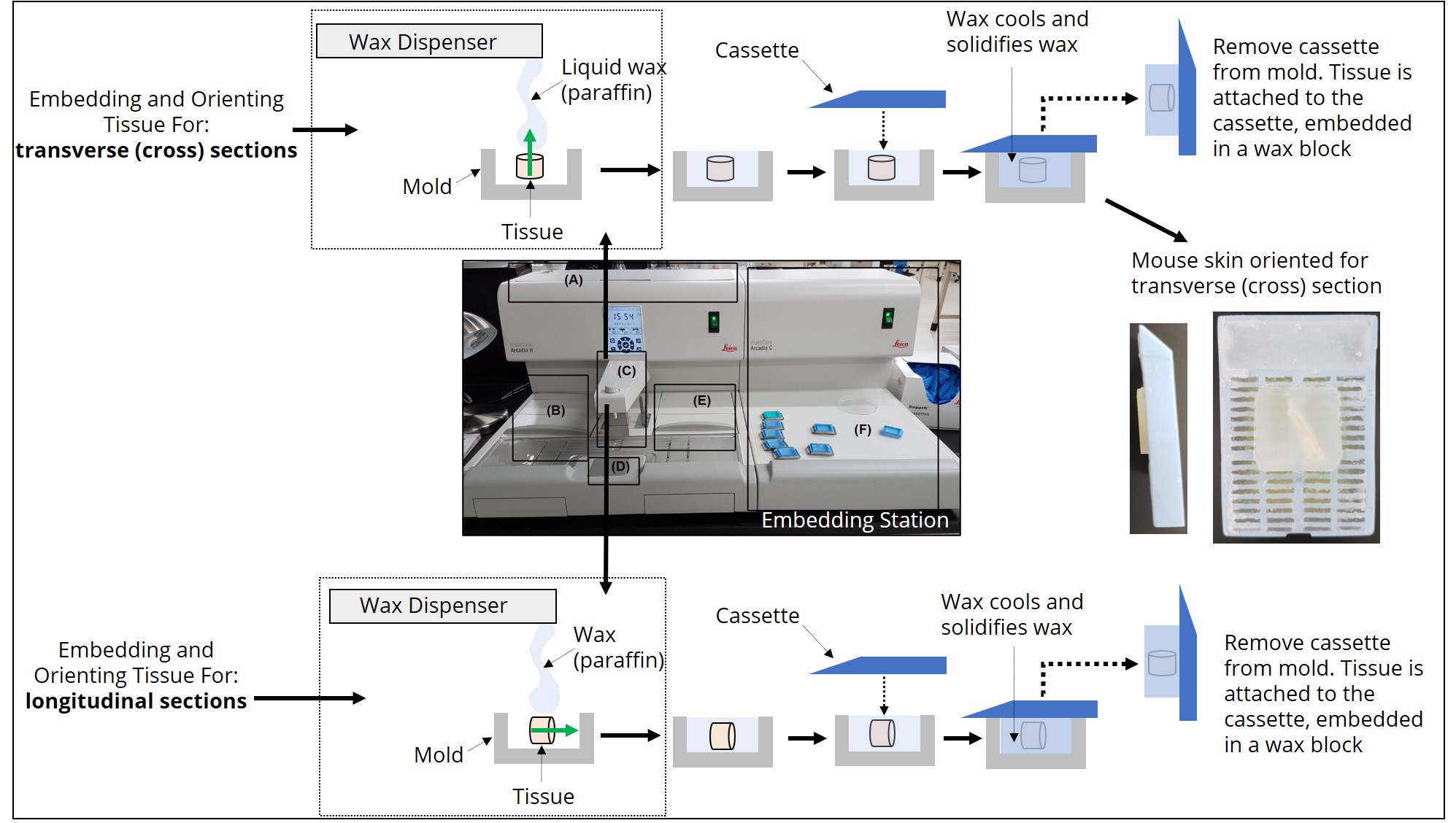 A schematic demonstrating the process of embedding and orienting tissue in a mold, adding a cassette to the mold, and removing cassette from the mold.