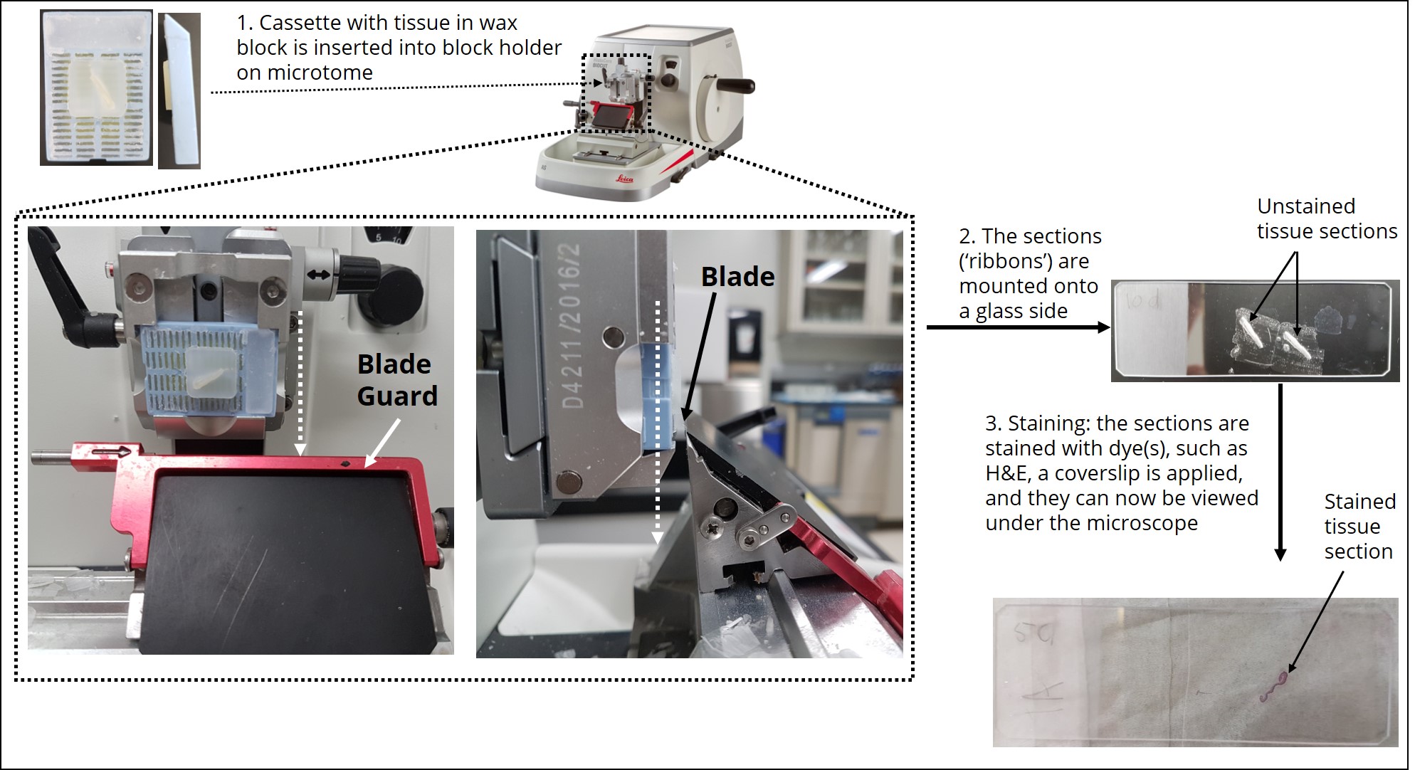 A schematic showing the various pieces of a microtome used for sectioning including the blade, and the blade guard.