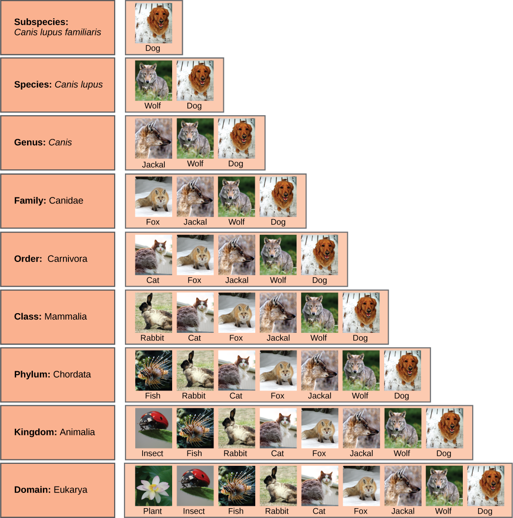 Illustration shows the taxonomic groups shared by various species.
