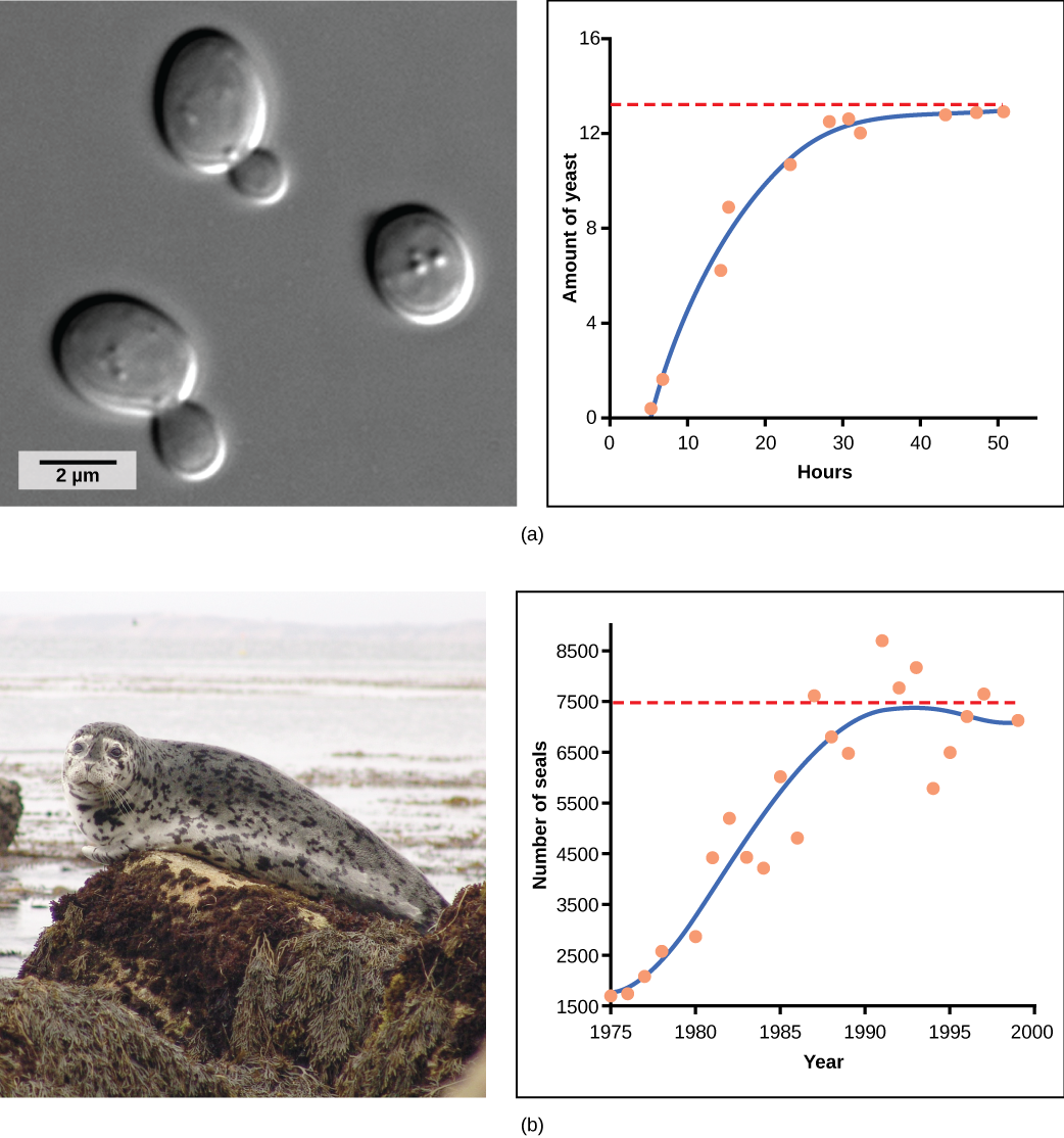 Graph (a) plots amount of yeast versus time of growth in hours. The curve rises steeply, and then plateaus at the carrying capacity. Data points tightly follow the curve. Graph (b) plots the number of harbor seals versus time in years. Again, the curve rises steeply then plateaus at the carrying capacity, but this time there is much more scatter in the data. A micrograph of yeast cells, which are oval in shape, and a photo of a harbor seal are shown.