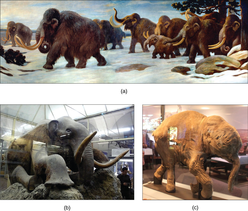 Image (a) shows a painting of mammoths walking in the snow. Photo (b) shows a stuffed mammoth sitting in a museum display case. Photo (c) shows a mummified baby mammoth, also in a display case.