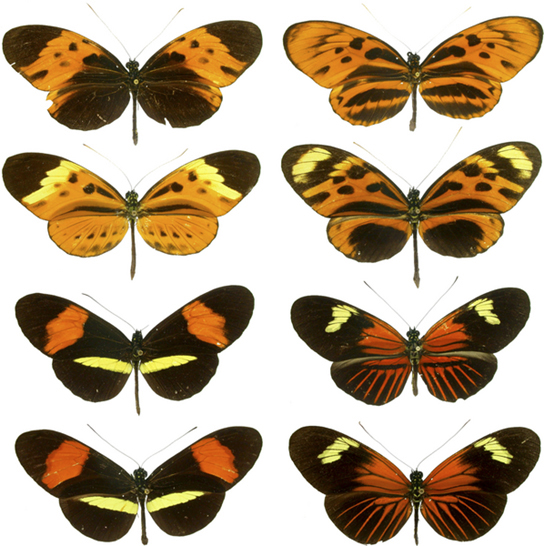 Photos show four pairs of butterflies that are virtually identical to one another in color and banding pattern.