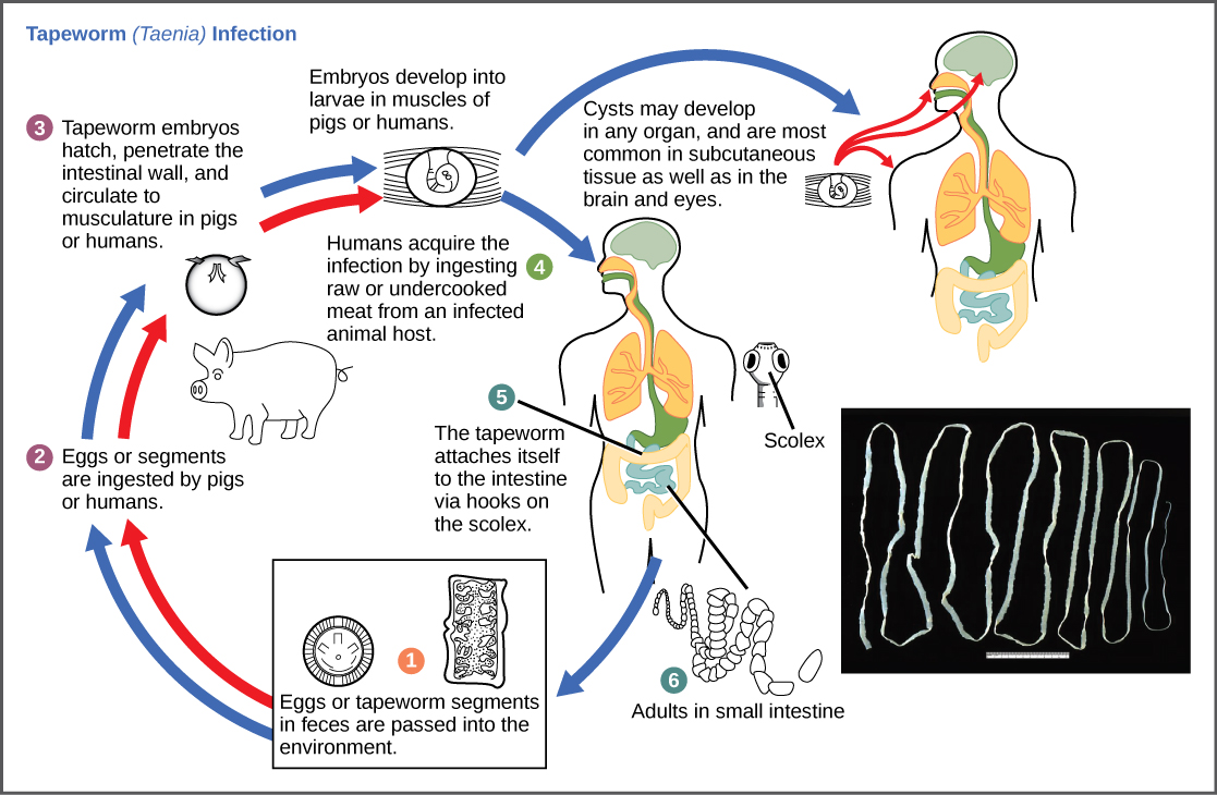 The life cycle of a tapeworm begins when eggs or tapeworm segments in the feces are ingested by pigs or humans. The embryos hatch, penetrate the intestinal wall, and circulate to the musculature in both pigs and humans. This figure shows how humans may acquire a tapeworm infection by ingesting raw or undercooked meat. Infection may results in cysts in the musculature, or in tapeworms in the intestine. Tapeworms attach themselves to the intestine via a hook-like structure called the scolex. Tapeworm segments and eggs are excreted in the feces, completing the cycle.