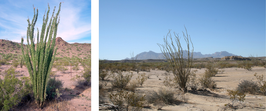 Two photos depict a sandy desert dotted with scrubby bushes. An ocotillo plant dominates the pictures. It has long, thin unbranched stems that grow straight up from the base of the plant and radiate out slightly. In one photo, the plant has many small leaves growing directly from the thin stems, nearly obscuring them. In the other photo, the plant has no leaves.