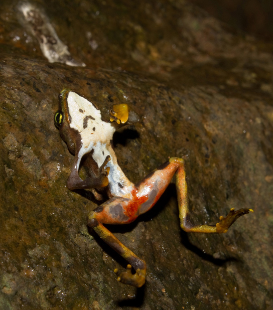 Photo shows a dead frog laying upside-down on a rock. The frog has bright red lesions on its hind quarters.