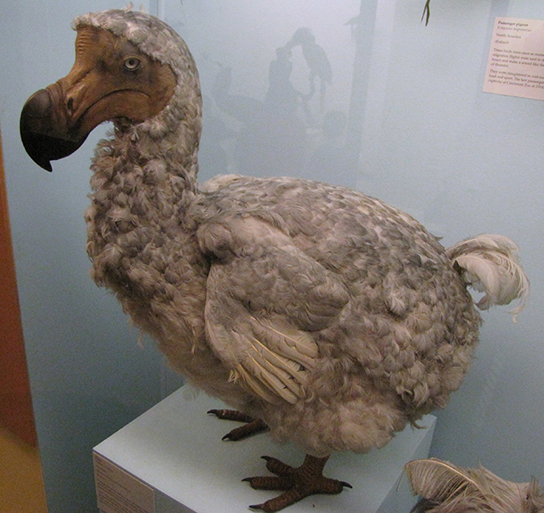 Photo shows a dodo taxidermy exhibit at the Museum of Natural History in London, England. Distinguishing features include a large heavy beak colored dark brown at the end; a large, plump body; tiny wings with very few, short-flight feathers; a few curled tail feathers; a large feathered head and featherless face.