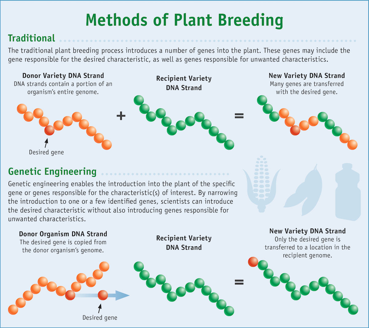 Traditional selective breeding and genetic engineering have the same end goal of introducing a desired trait to the organism. By FDA graphic by Michael J. Ermarth (Methods of Plant Breeding) [Public domain], via Wikimedia Commons