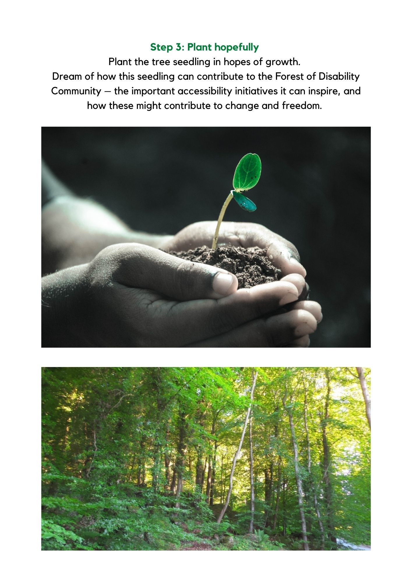 Image contains step three of growing accessibility. There are two photographs also displayed on this page. The first is a picture of someone holding a small plant contained in dirt. The second picture is of a forest with many young trees.