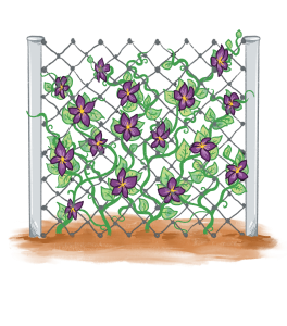 A drawing of a fence with purple flowers on vines growing through the holes in the fence.