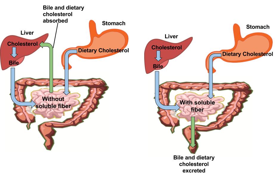 digestion-and-absorption-of-lipids-human-nutrition