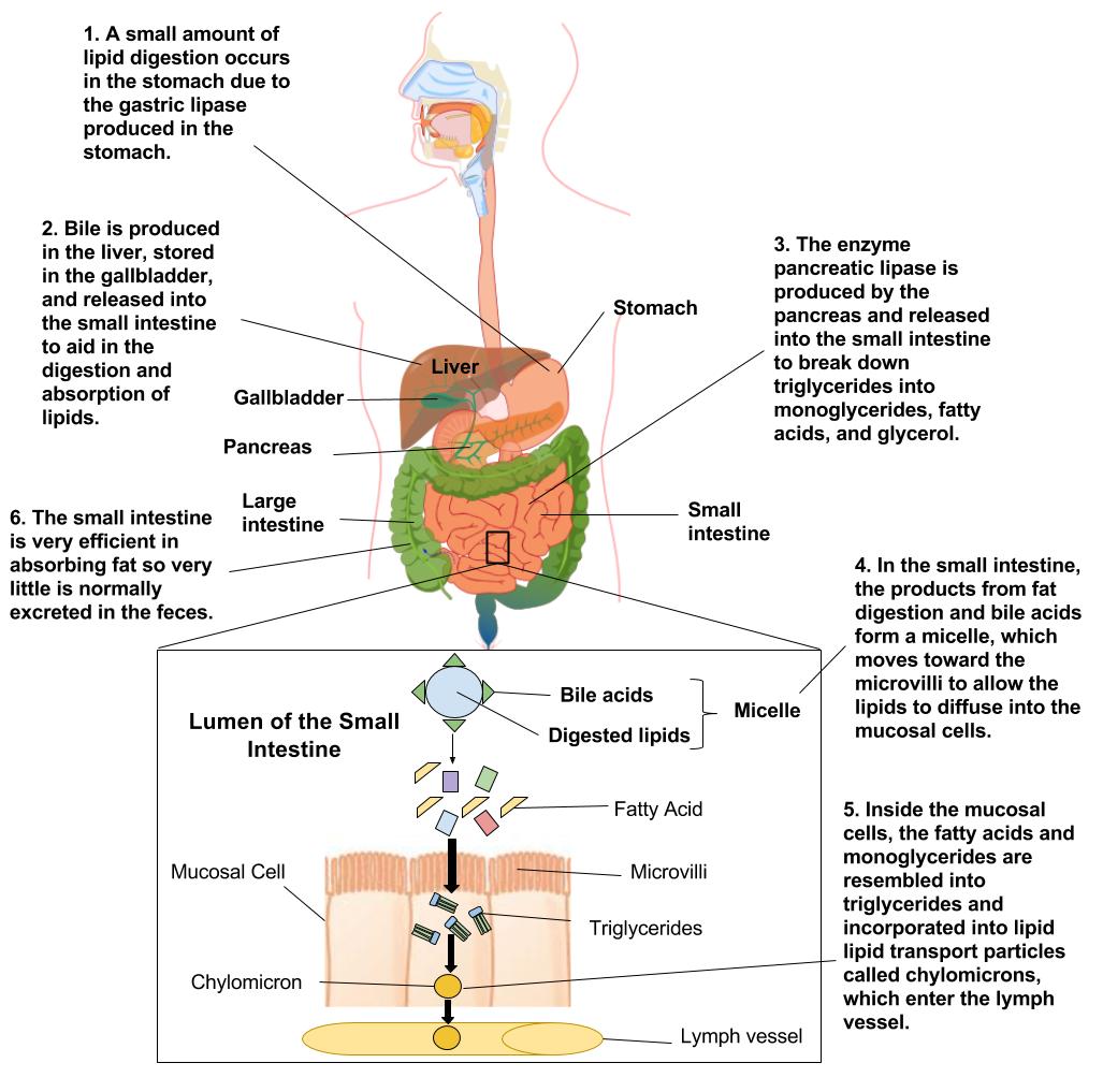 absorption-function-of-the-small-intestine-and-significance-of-villi