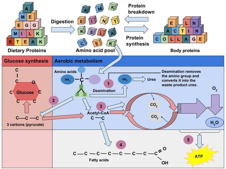 Protein’s Functions in the Body – Human Nutrition