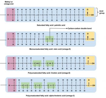 How Lipids Work – Human Nutrition