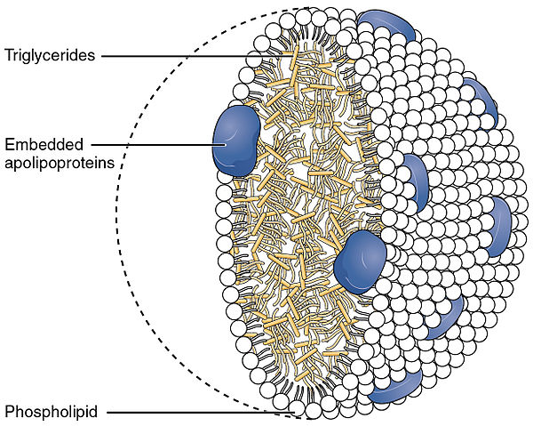 Chylomicron