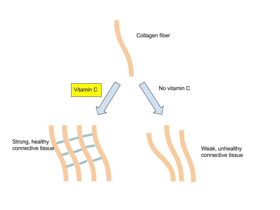 Vitamin C and collagen synthesis